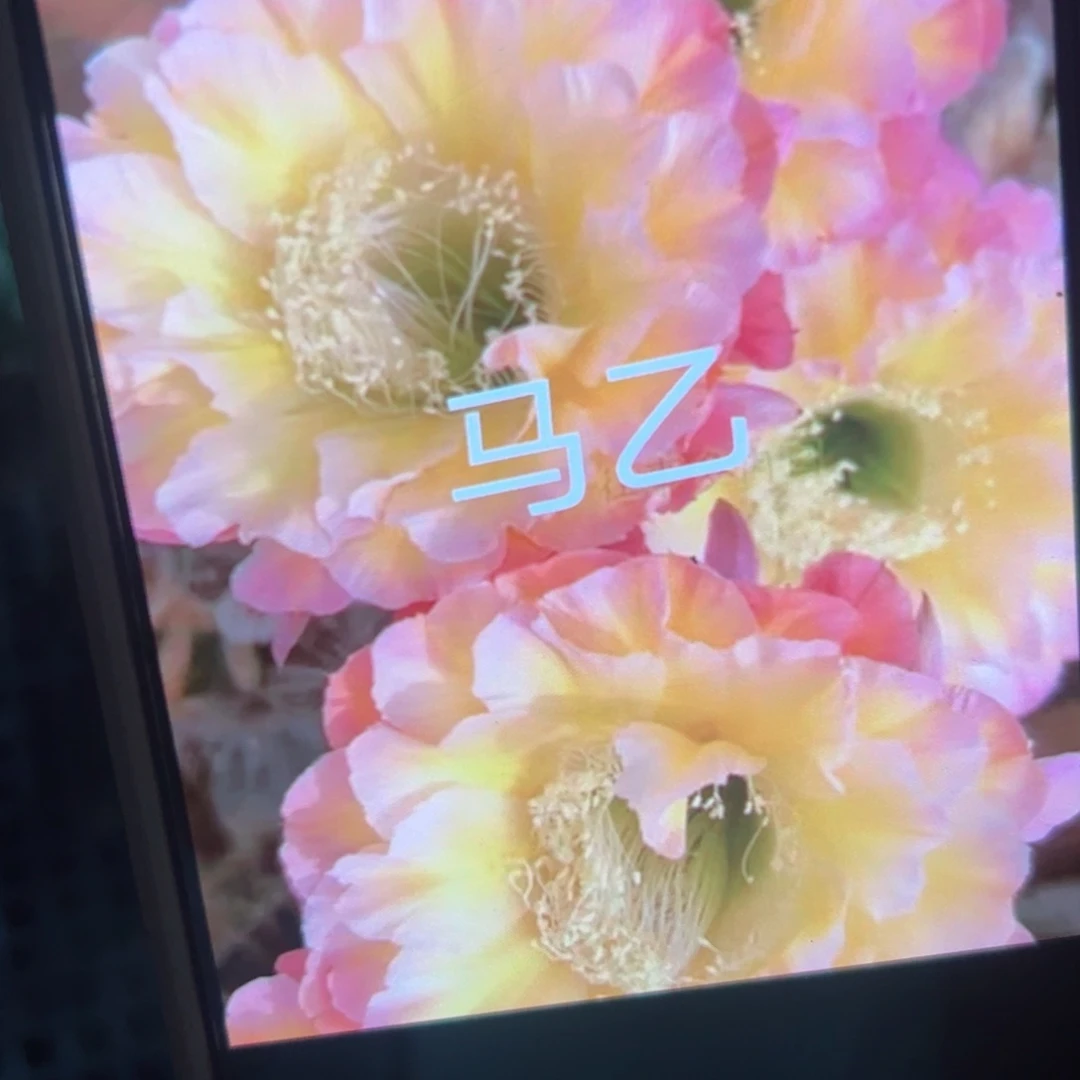 下78彩草马乙歪侧芽4公分左右20包邮