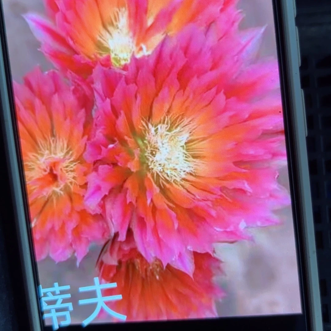 下83史蒂夫侧芽3公分左右20包邮