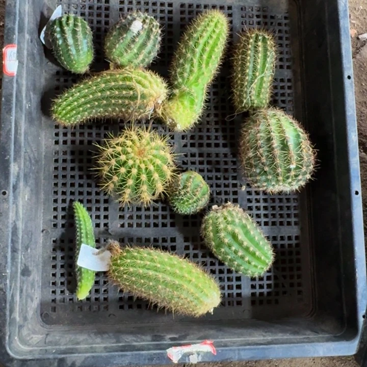 框拍无根侧牙不好无售后334