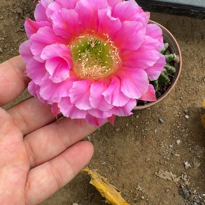 仙人球449脱盆脱土掰花发货