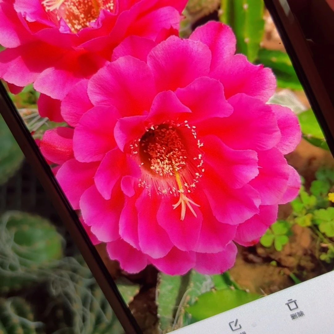 下50彩草牡丹歪侧芽4公分左右20包邮