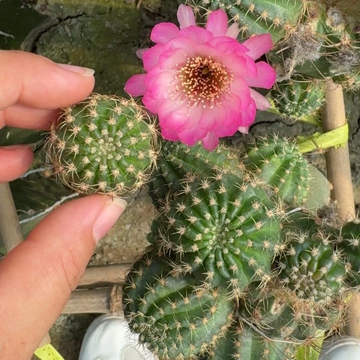 仙人球227丽花粉恋歪小无根侧牙