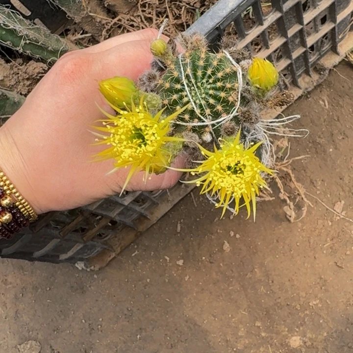 嫁接丽花掰花发货脱土430