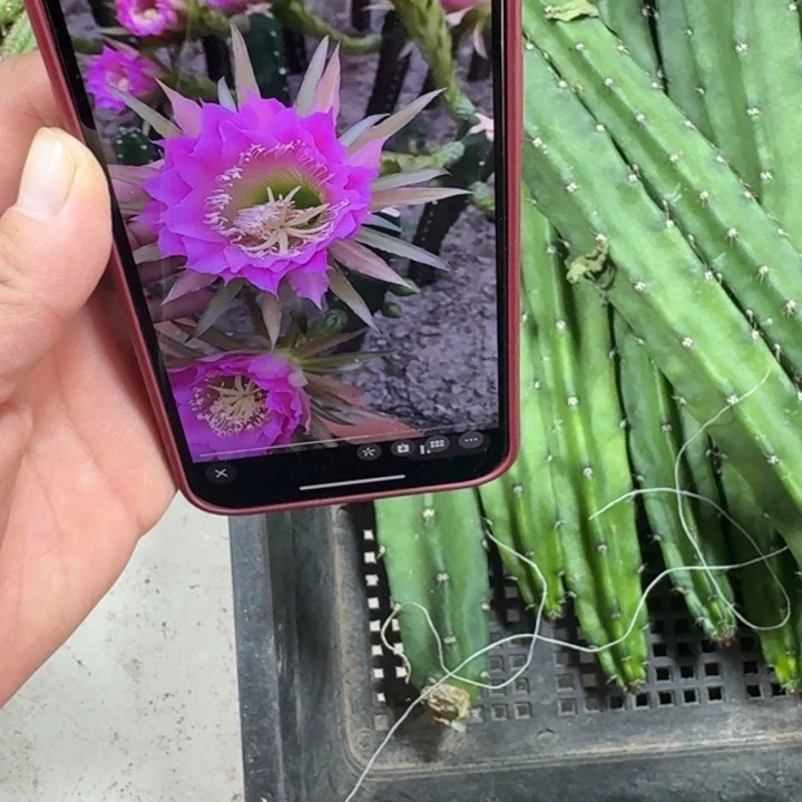 红花秀普无根侧牙25公分左右细