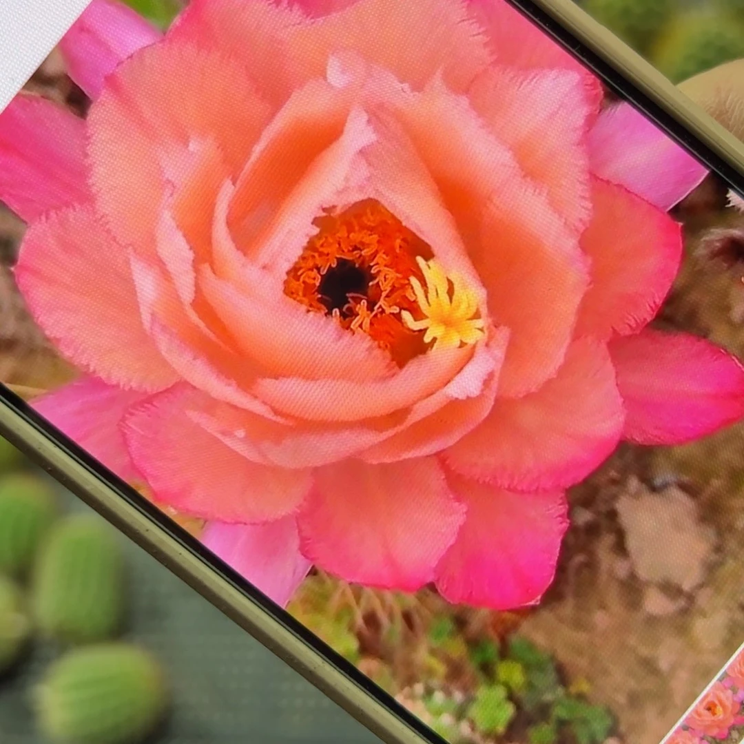 下38毛保罗歪侧芽5公分左右20包邮