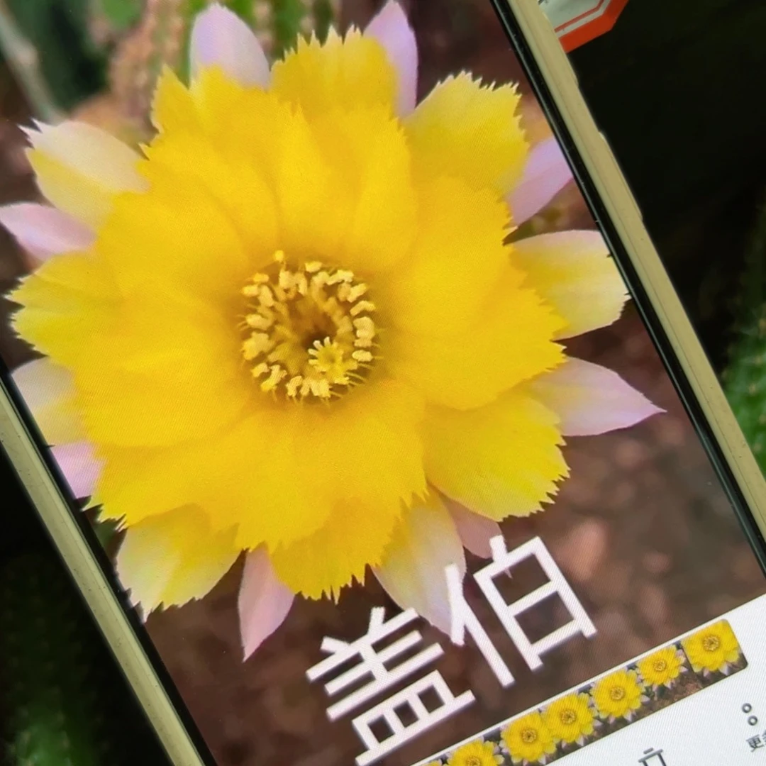 下19白檀盖博小侧芽5个侧芽20包邮