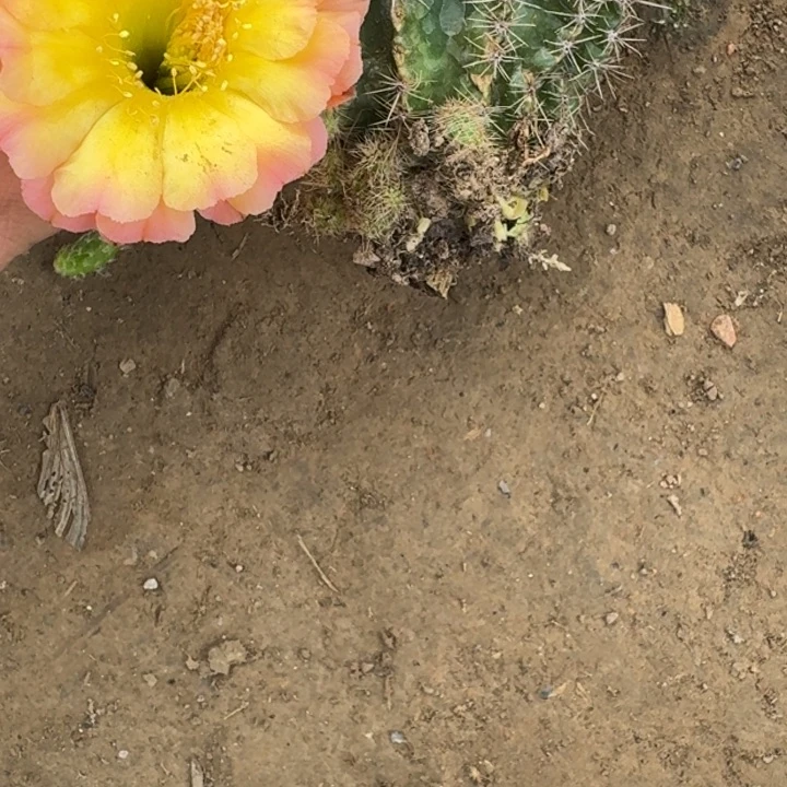 仙人球488脱盆脱土掰花发货坏无售后