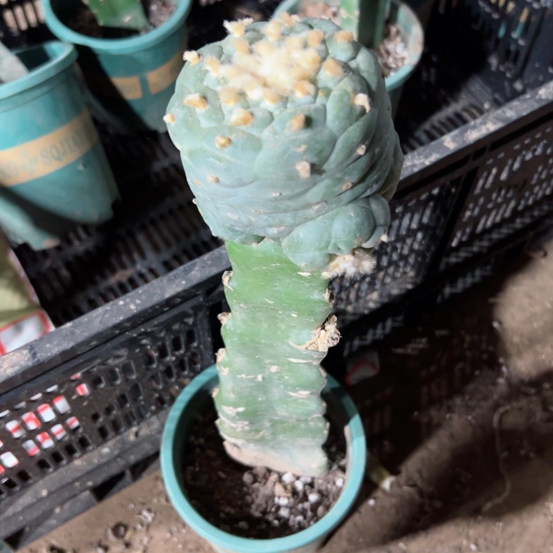 下66嫁接尤6公分左右歪班修根发货