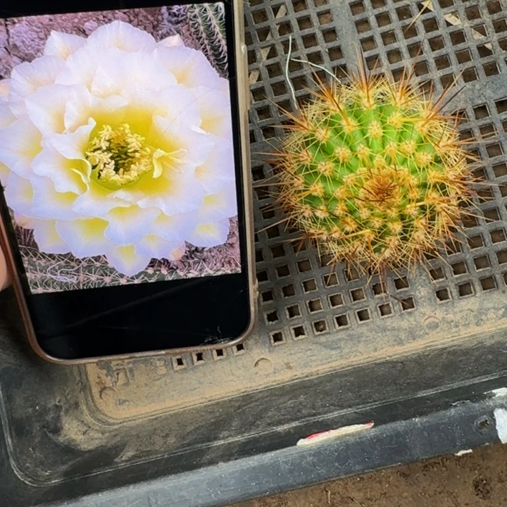 469毛花柱绿精灵歪无根侧牙5公分左右