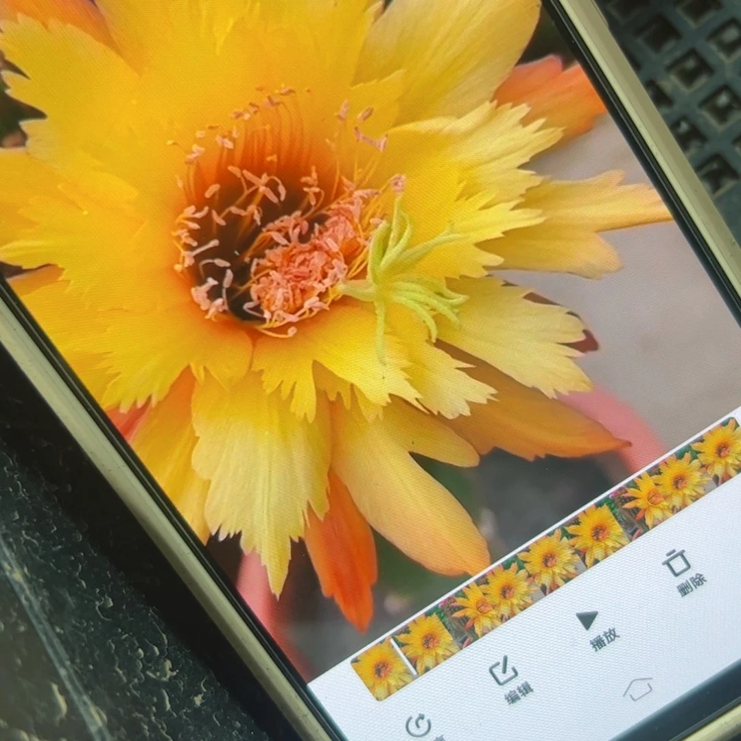 下43金妞奥拓侧芽5公分左右20包邮