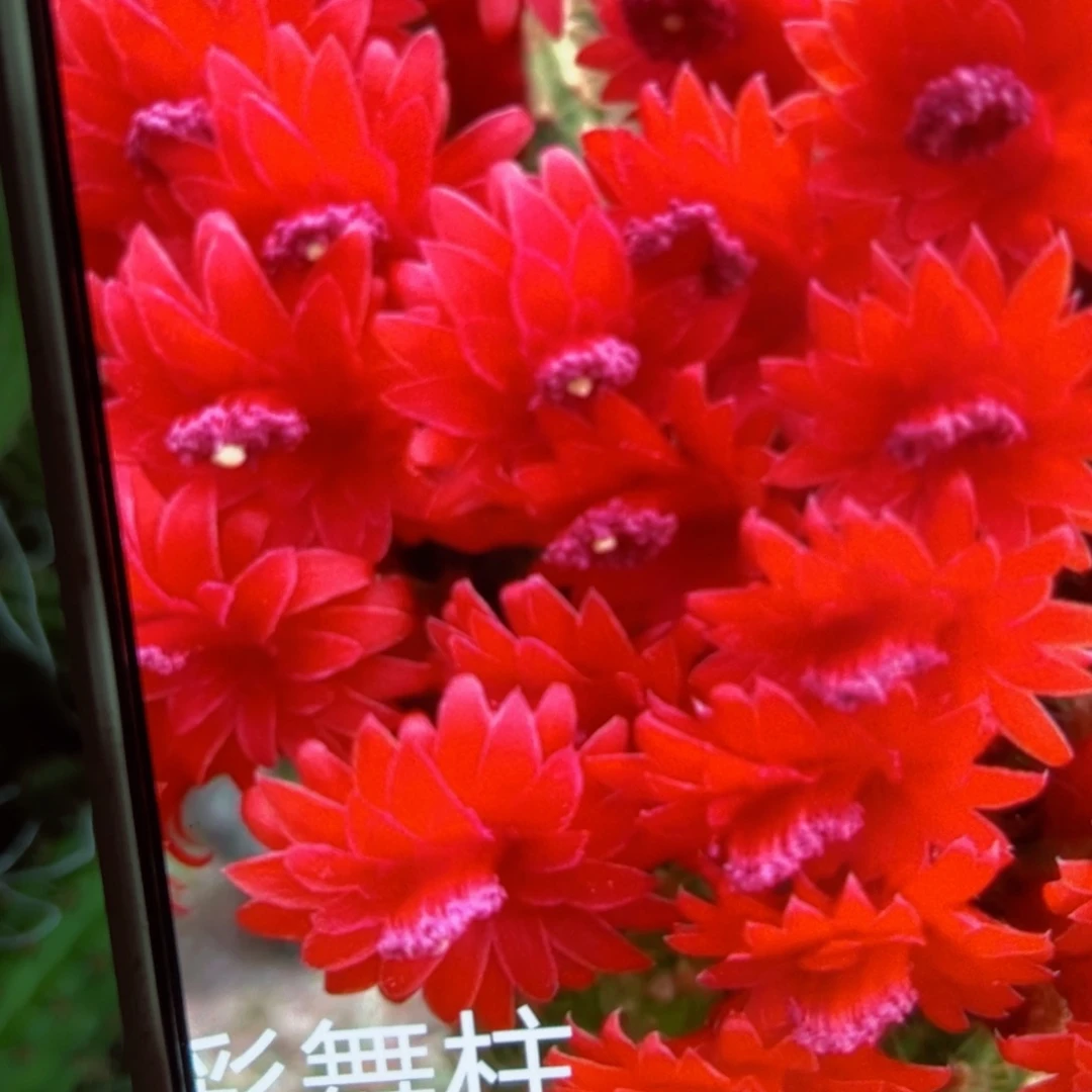 下55金妞白舞柱歪侧芽5公分左右2个20包邮
