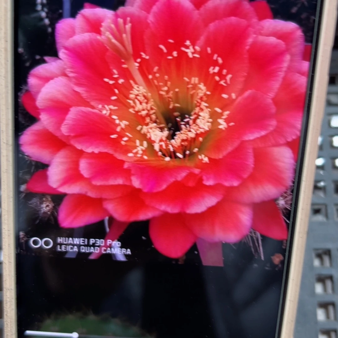 下50毛四朵金花歪侧芽6公分左右20包邮