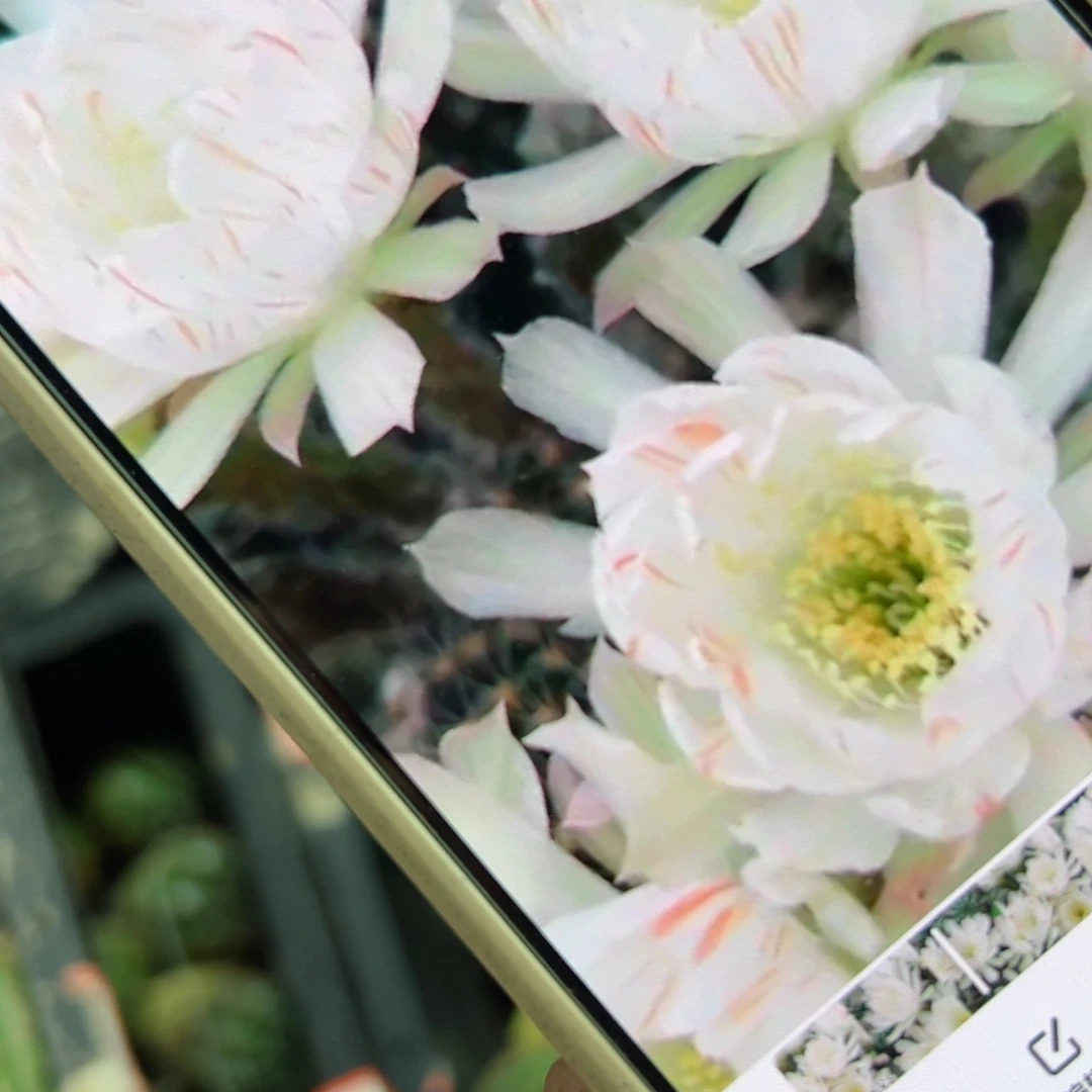 下63丽花满天星歪侧芽3公分左右20包邮