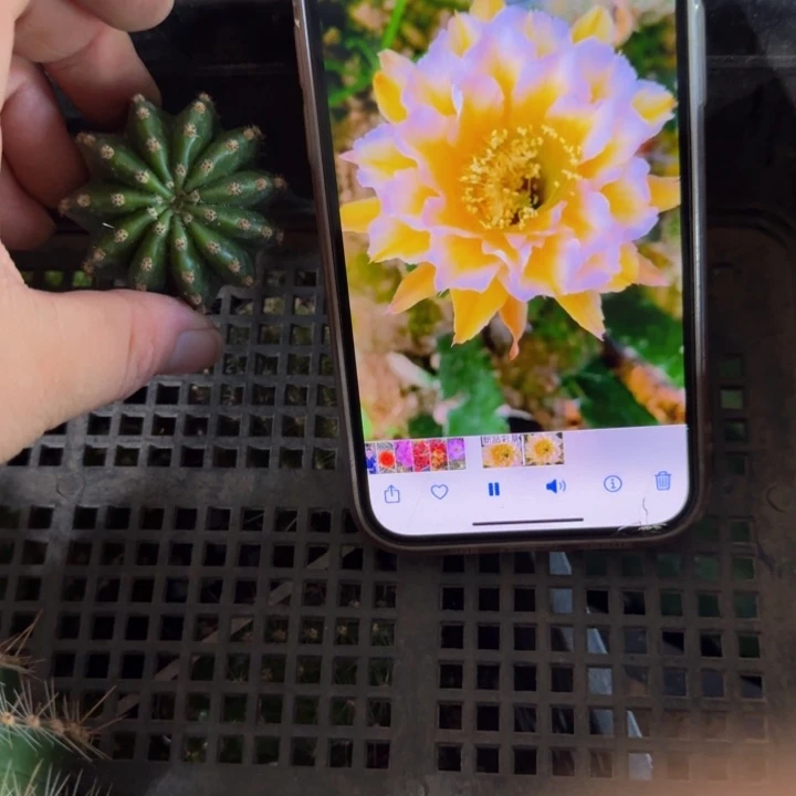 288彩草506正无根侧牙4公分左右