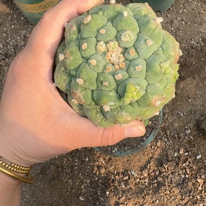 嫁接大尤植物斑脱土发货338