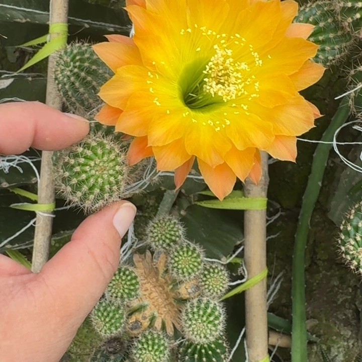 231彩草居维尔歪无根侧牙4公分左右