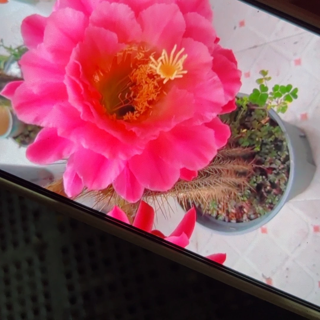 下120毛大糖果歪侧芽4公分左右20包邮