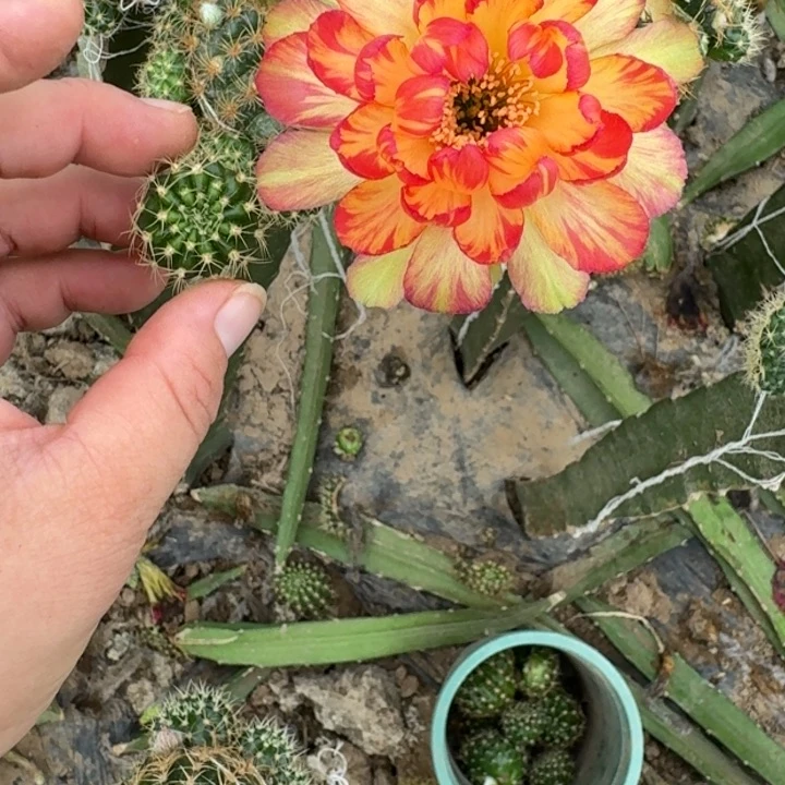 220新品种荷花歪无根侧牙2公分左右