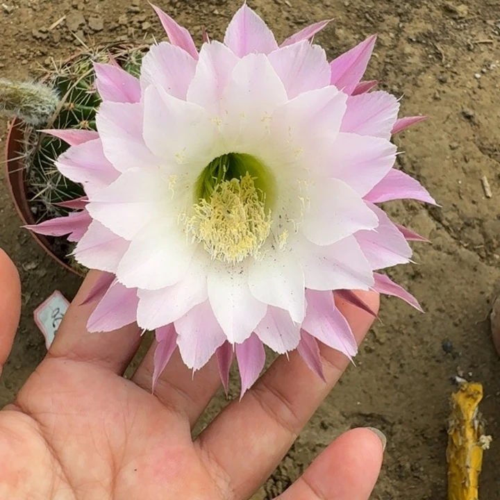 仙人球402脱盆脱土掰花发货