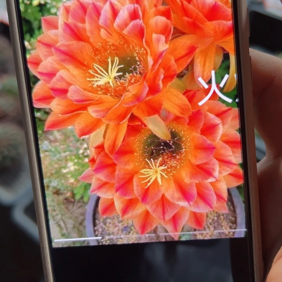 下87毛火焰魔术歪侧芽5公分左右20包邮