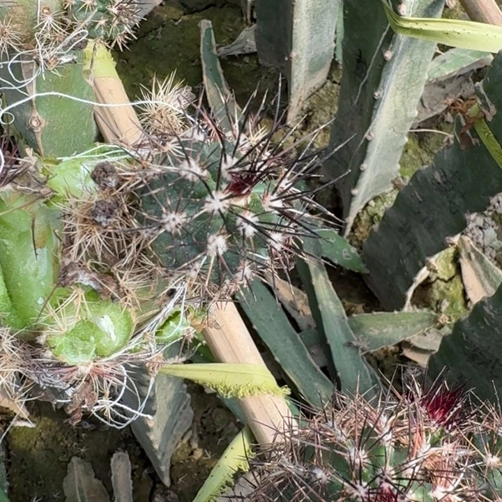 251虾，黛维斯歪无根侧牙3公分左右伤口大