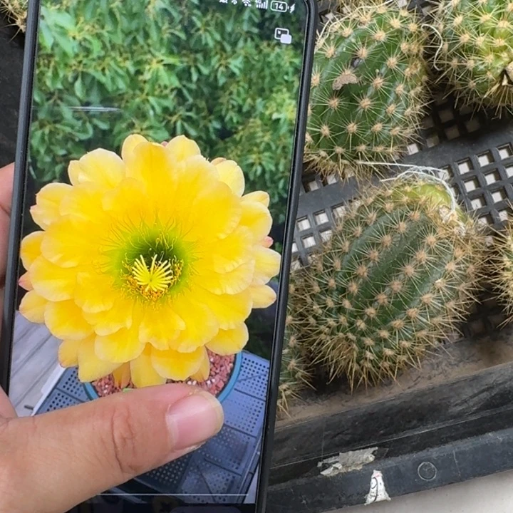 仙人球230毛花柱绿眼睛歪无根侧牙