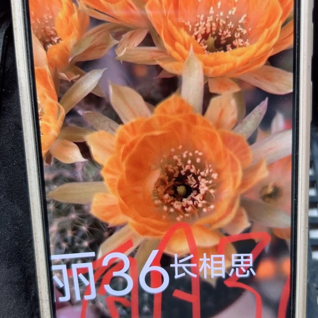 下55丽花长相思歪侧芽3公分左右20包邮
