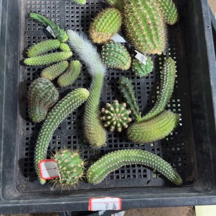 框拍无根侧牙不好无售后296