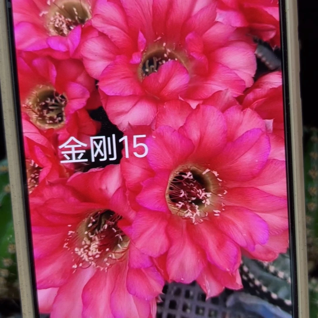 下49金刚艾莎歪侧芽4公分左右20包邮