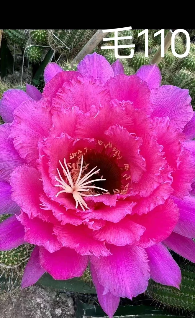 （20包邮）毛花柱南湖110无根侧牙5公分左右