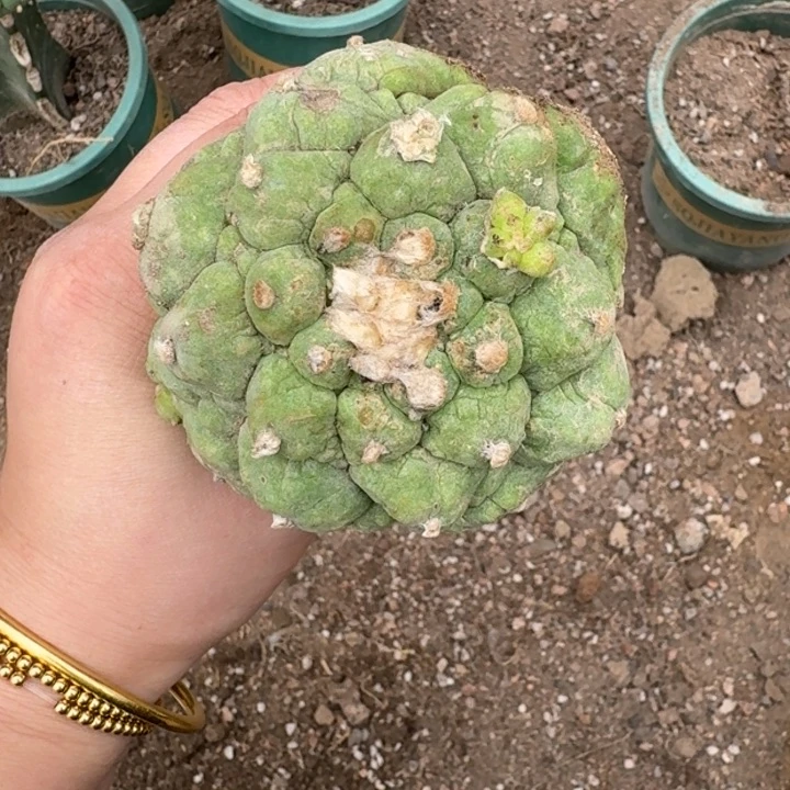 嫁接大尤植物斑脱土发货268