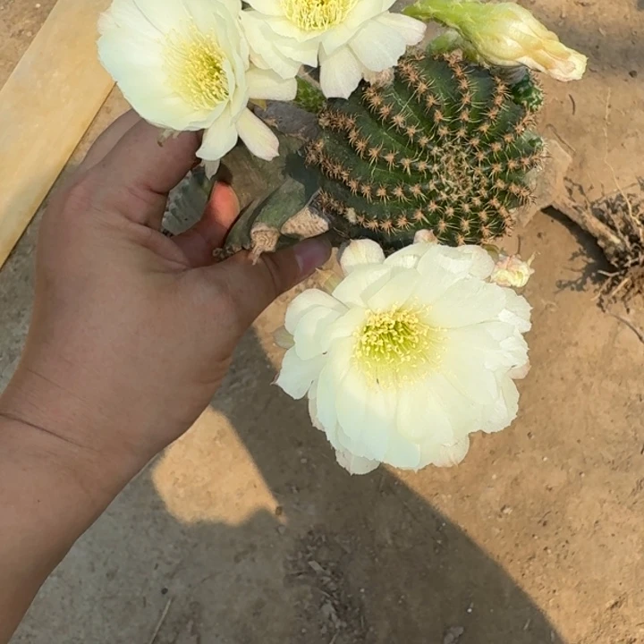 仙人球修根脱花发货311