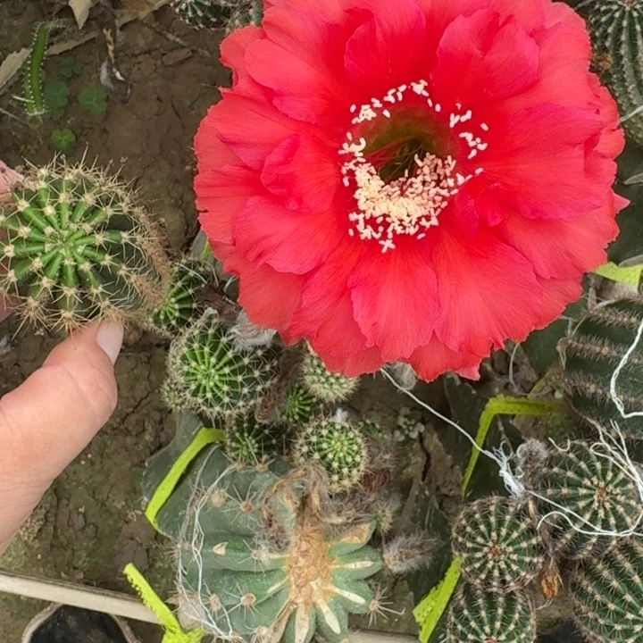 205彩草火焰女神歪无根侧牙4公分左右