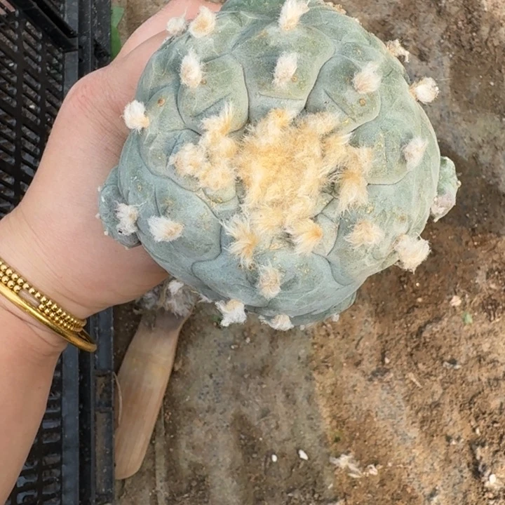 嫁接大尤植物斑秀普扎伤脱土发368