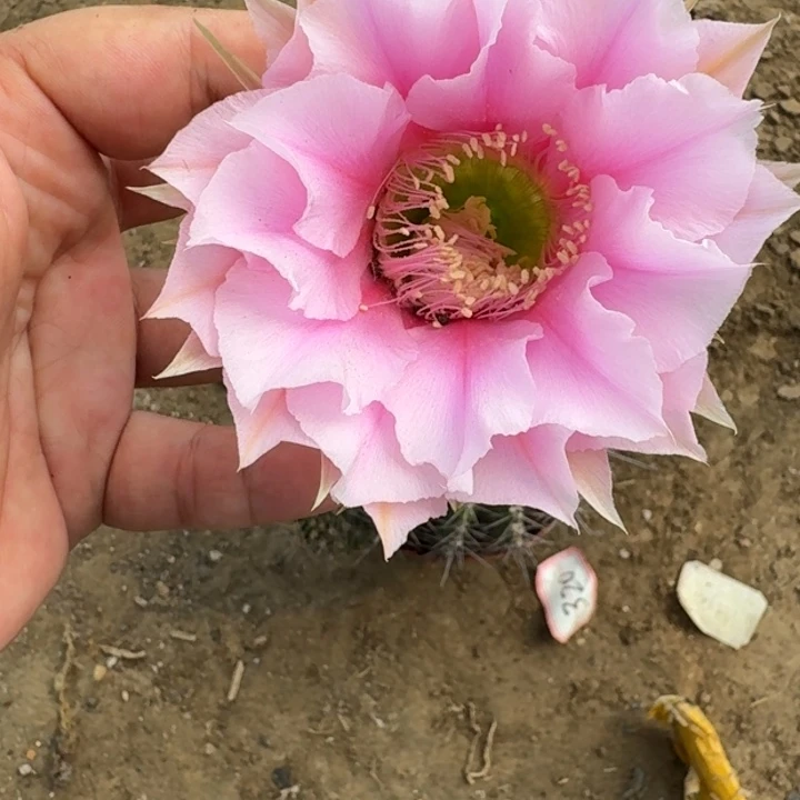 仙人球401脱盆脱土掰花发货