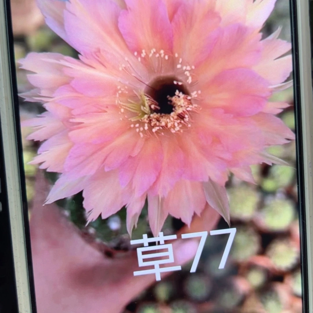 下33彩草77歪侧芽4公分左右20包邮