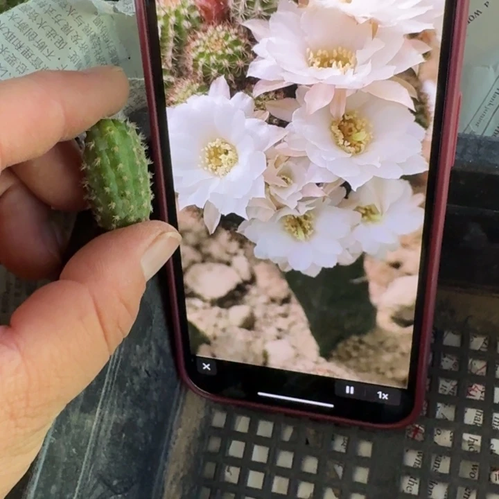 306白檀阿尔巴无根侧牙矮胖小5个