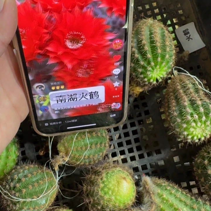 347彩草火鹤歪无根侧牙4公分左右