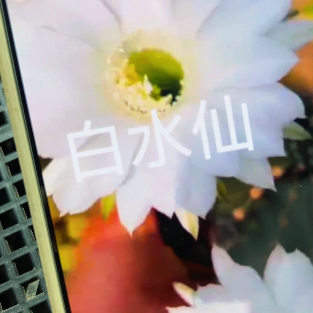 下75金刚白水仙侧芽5公分左右20包邮