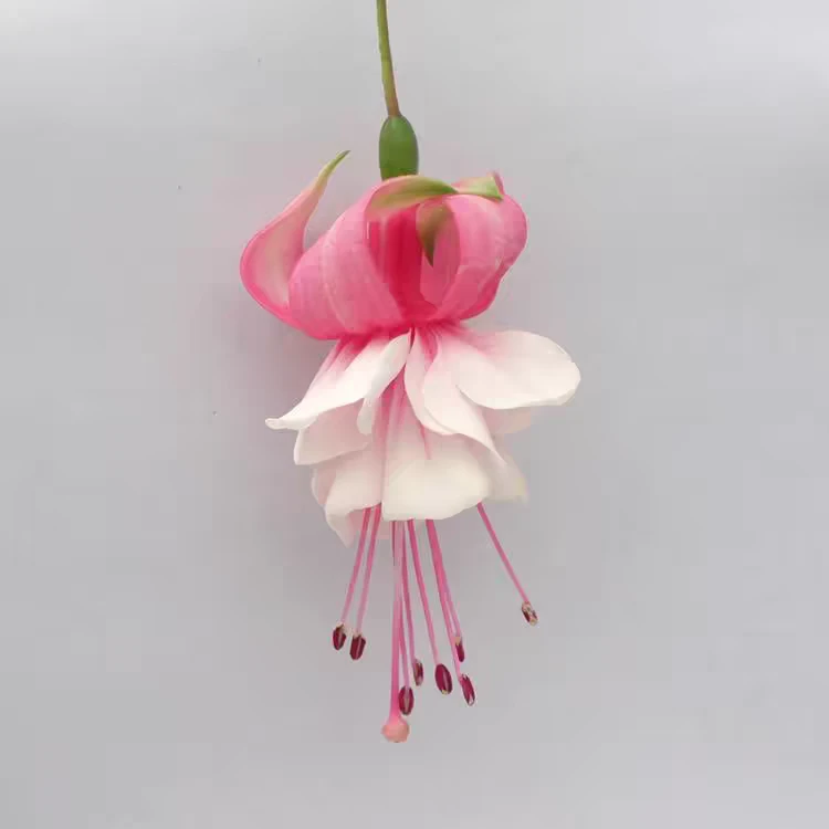 倒挂金钟花苗灯笼花盆栽室内绿植阳台四季开花带花苞不断花卉