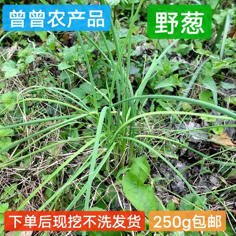 （野葱）2025年重庆农村高山野新鲜野葱胡葱小根蒜产地直发包邮