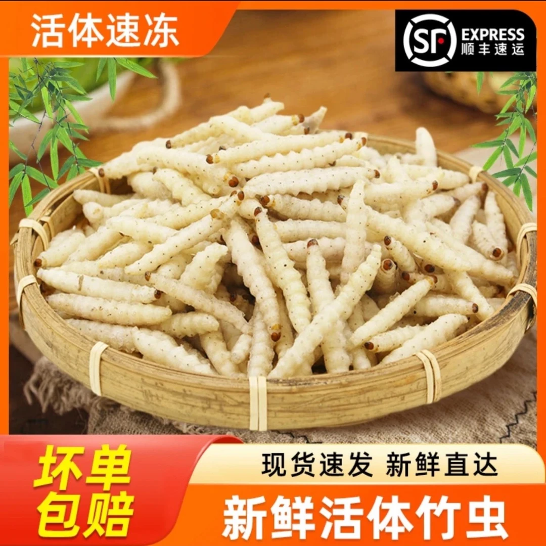 竹节虫野生可食用生鲜昆虫高蛋白鲜活营养美味