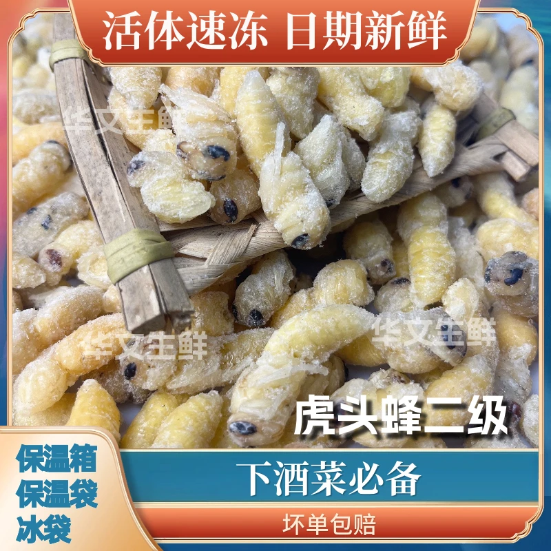 虎头蜂野生二级冰冻马蜂蛹可食用生鲜昆虫高蛋白鲜活营养美味