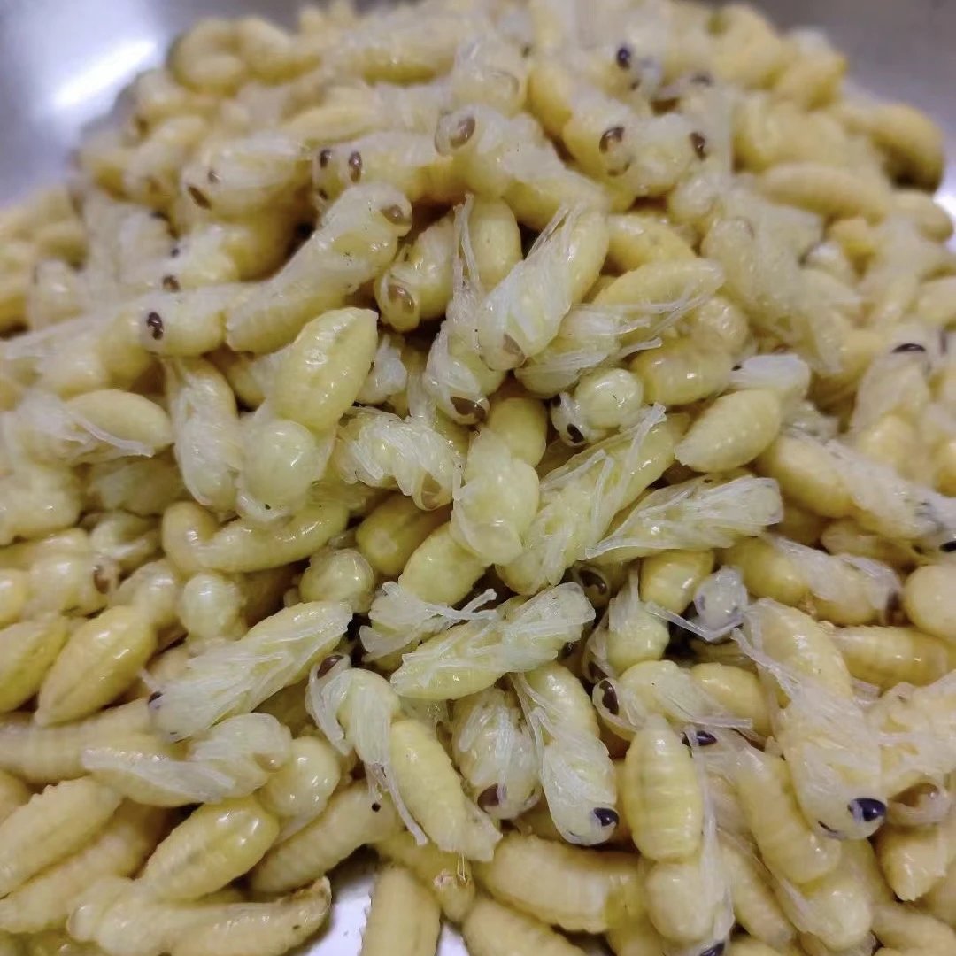 冰冻蜂蛹树蜂地蜂高营养蛋白可食用昆虫美食下酒菜虎头蜂