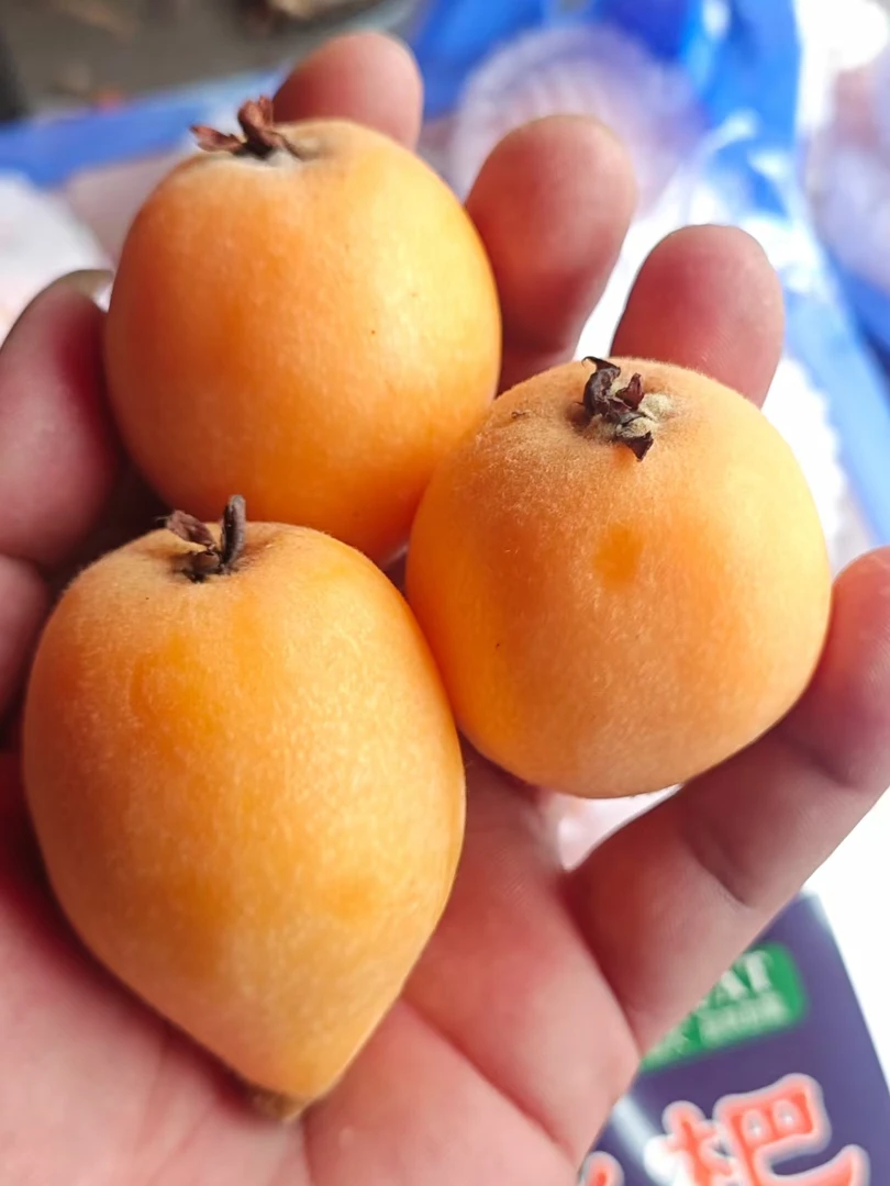 蒙自新鲜枇杷500g