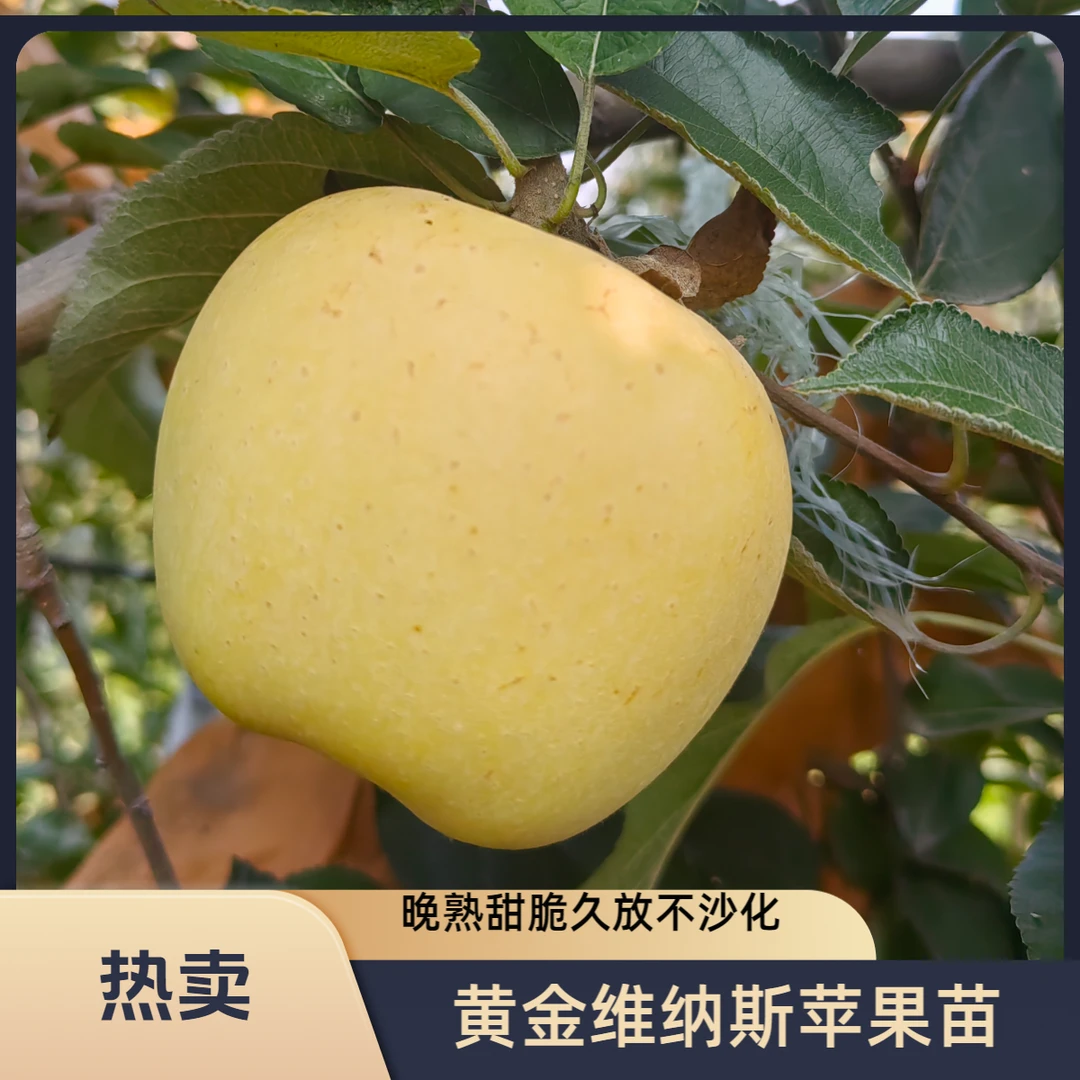 苹果树嫁接晚熟新品种黄金维纳斯苹果苗高桩高糖久挂不沙化庭院