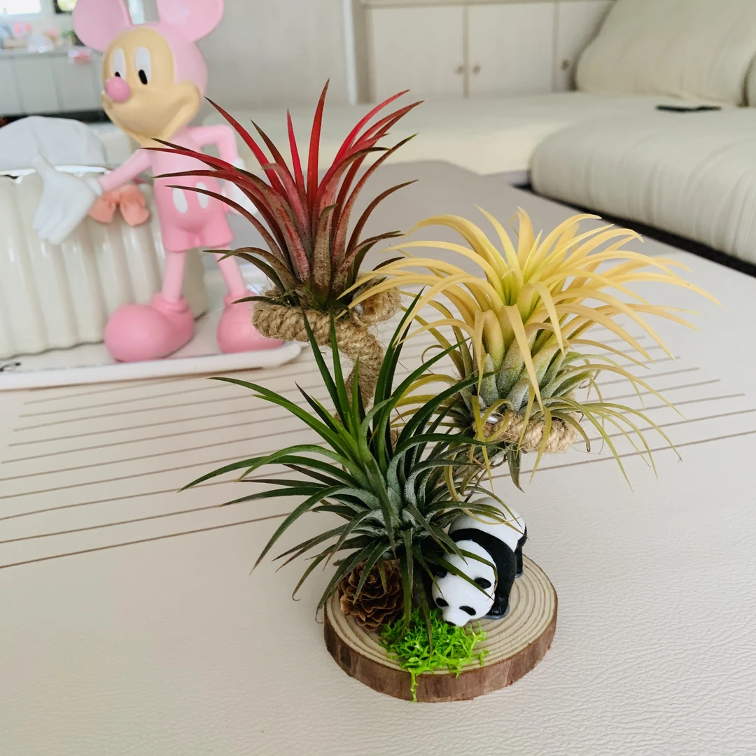 空气凤梨，熊猫摆件搭配3颗3色精灵一套行走款