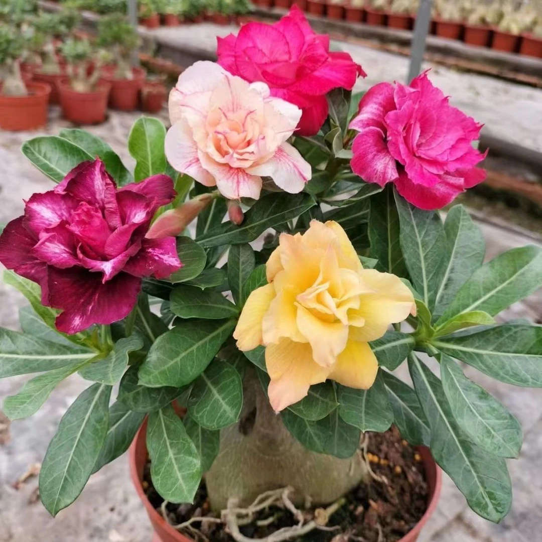 重瓣沙漠玫瑰四季花开好养花卉阳台室内外小盆景庭院耐旱植物老桩