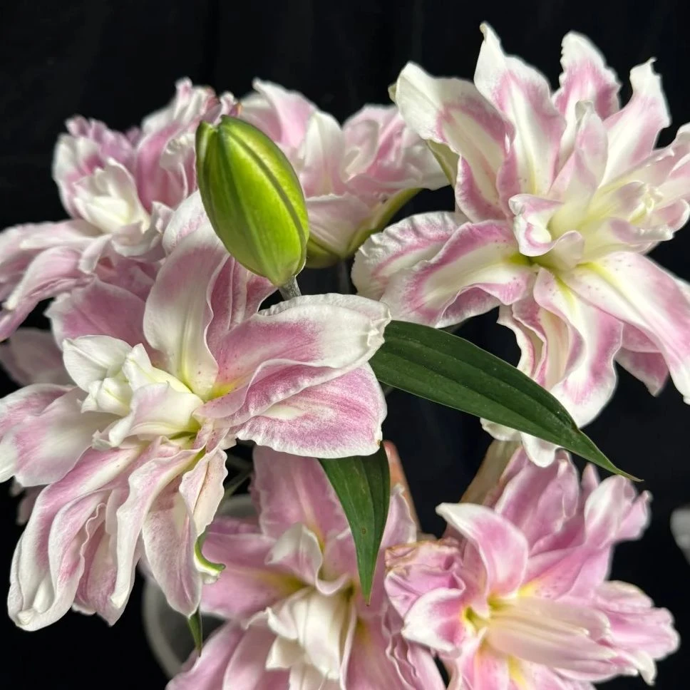 重瓣百合-莲花之境-任意两单鲜花顺丰冷链