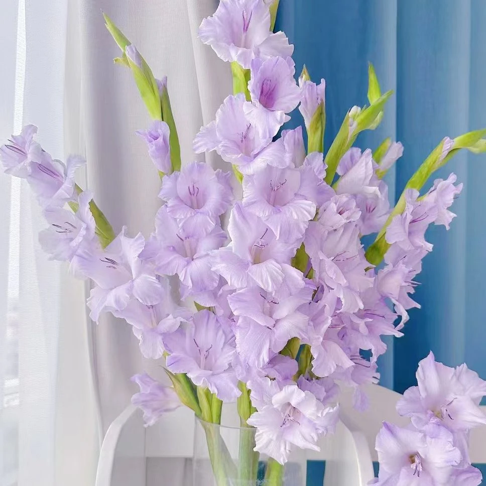剑兰-香芋紫-1扎/10枝（90箱发货）